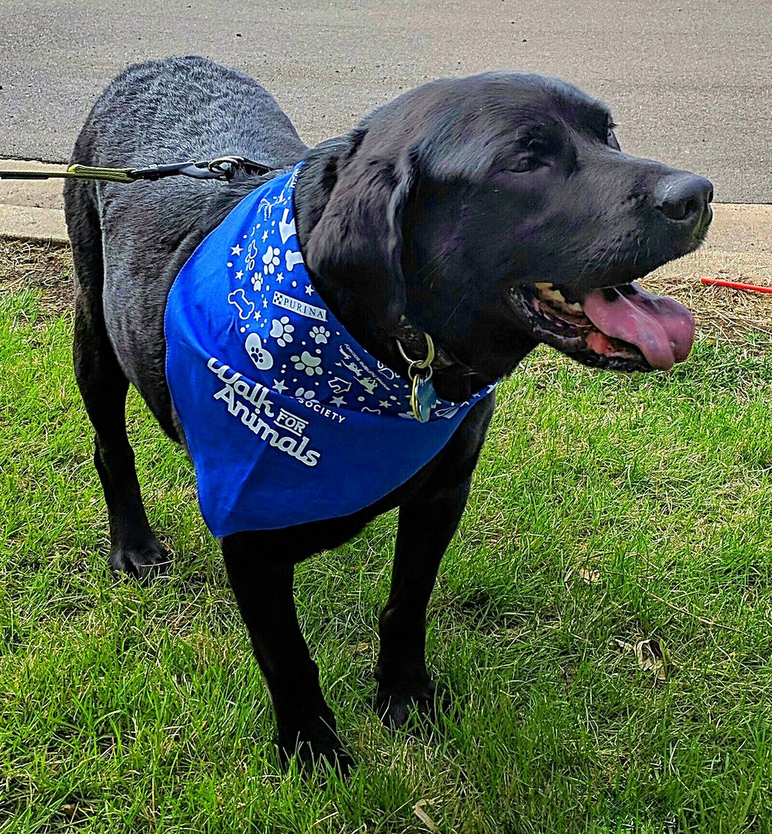 AnakinFessler's tweet photo. Another great @Animal_HumaneMN #WalkForAnimals this morning! #TeamAnakin #WalkForAnimalsMN https://t.co/vYEG9c4QPA