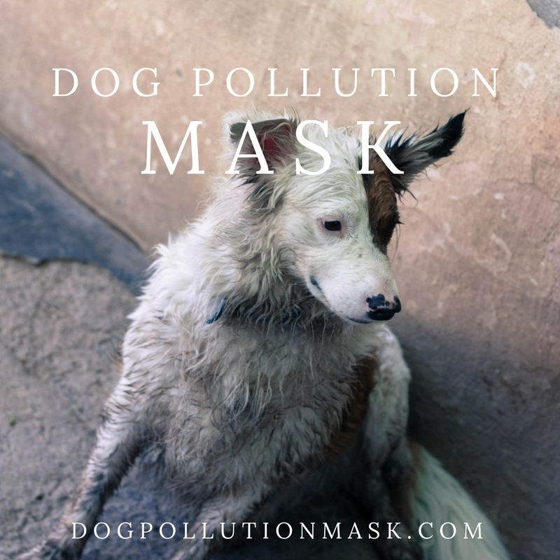Dog Air Mask on Twitter "I need your help. Will you share, like, and