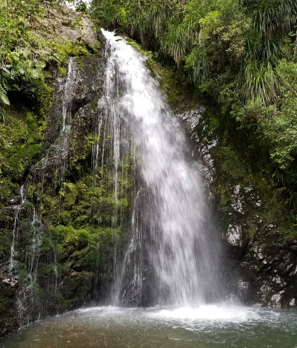 Indigenous_ca's tweet photo. Learning about the ecological diversity of the tribal lands of the Te Whanau-A-Apanui during a Ngahere Hikoi (forest hike). Community members showed us medicines and uses for plants as well as how to enjoy the forest while also preserving it. https://t.co/yQLL7A0SAn