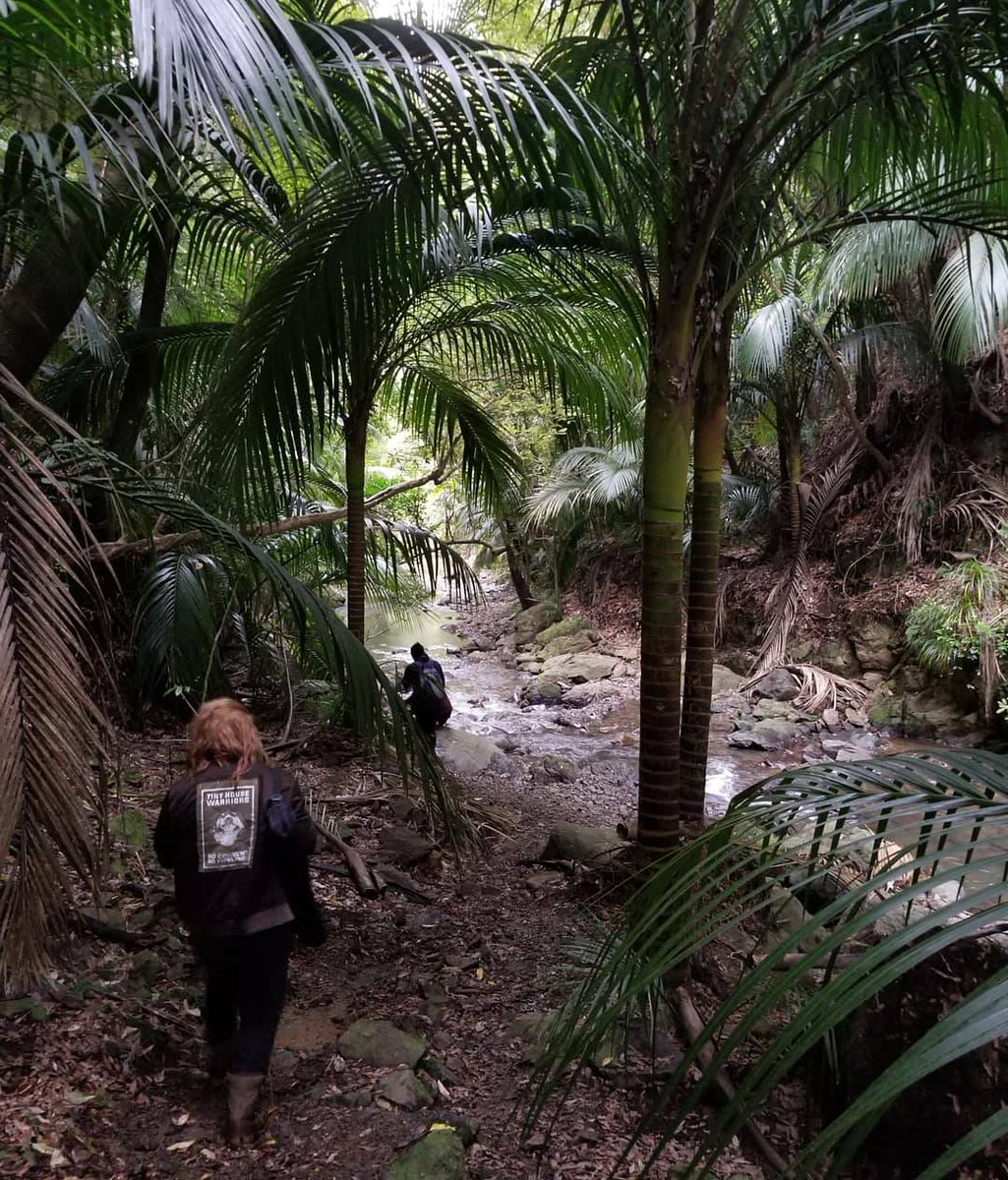 Indigenous_ca's tweet photo. Learning about the ecological diversity of the tribal lands of the Te Whanau-A-Apanui during a Ngahere Hikoi (forest hike). Community members showed us medicines and uses for plants as well as how to enjoy the forest while also preserving it. https://t.co/yQLL7A0SAn