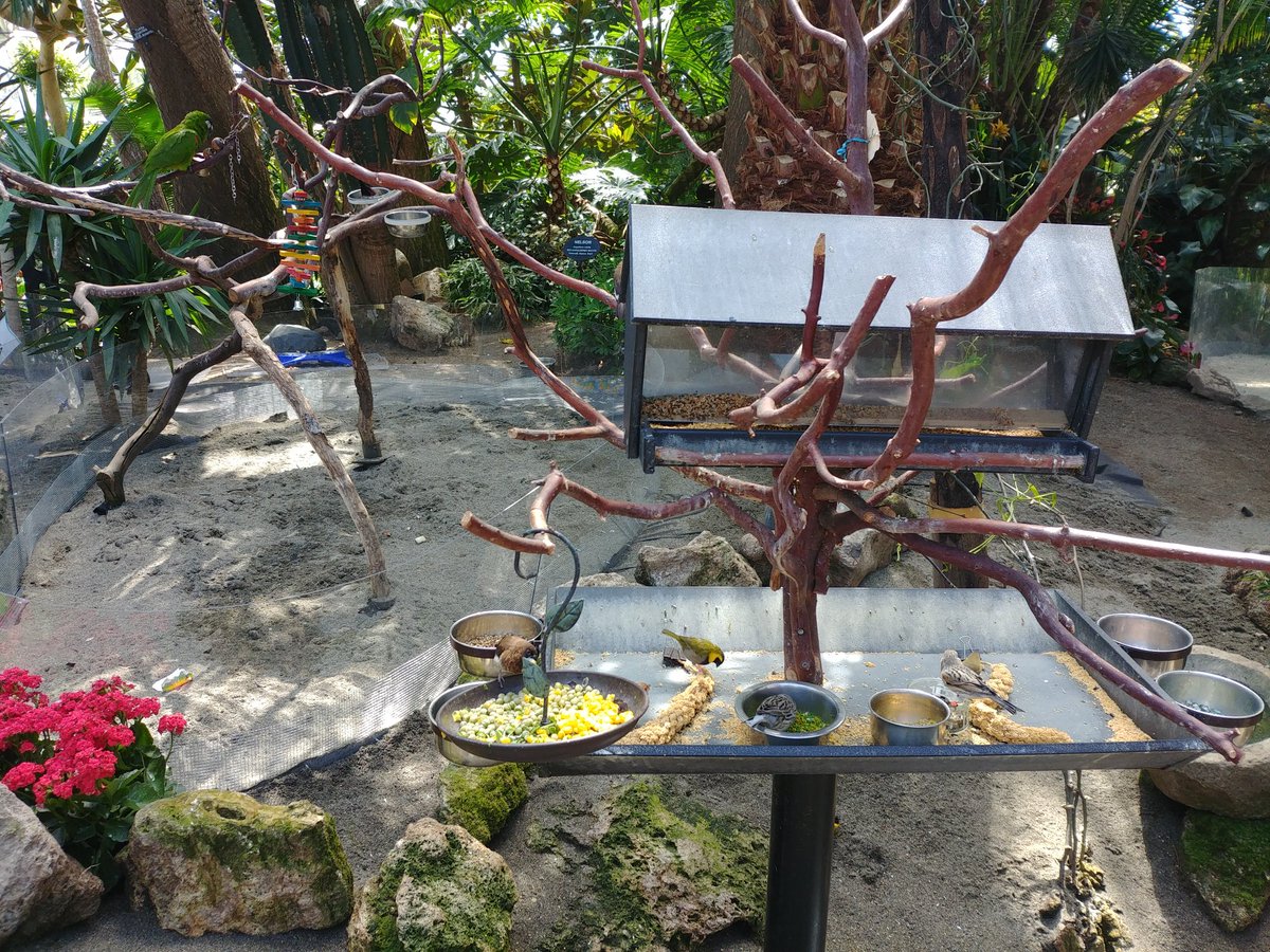TangyTwist's tweet photo. #bloedelconservatory https://t.co/fR3dYulJg7
