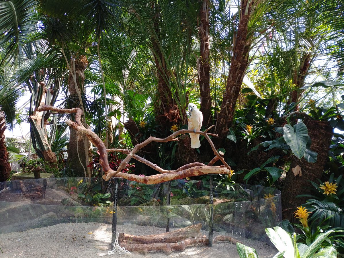 TangyTwist's tweet photo. #bloedelconservatory https://t.co/oDdzAyoOUe