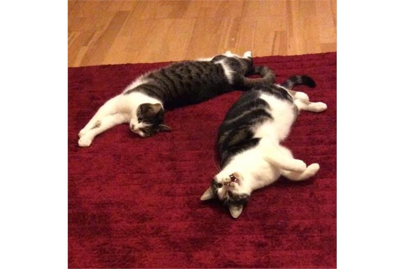 Corby_Cats's tweet photo. Tigger and Tinkerbell are a double act looking for their new home together. They've bonded really well, get along with other cats and children, not so keen on dogs though. They enjoy the outdoors and fuss from their humans

https://t.co/4zfXfTsYvZ 😻😻😻
#Cats #Corby #Adoption https://t.co/gudzEgCXCG