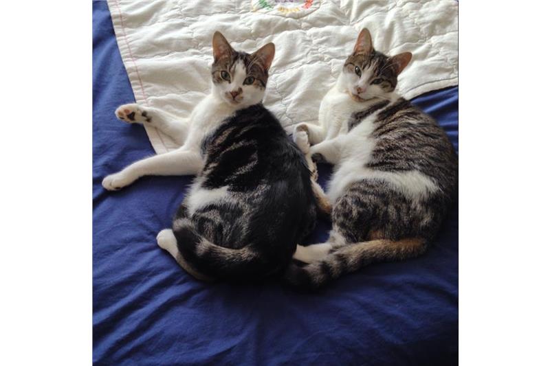 Corby_Cats's tweet photo. Tigger and Tinkerbell are a double act looking for their new home together. They've bonded really well, get along with other cats and children, not so keen on dogs though. They enjoy the outdoors and fuss from their humans

https://t.co/4zfXfTsYvZ 😻😻😻
#Cats #Corby #Adoption https://t.co/gudzEgCXCG