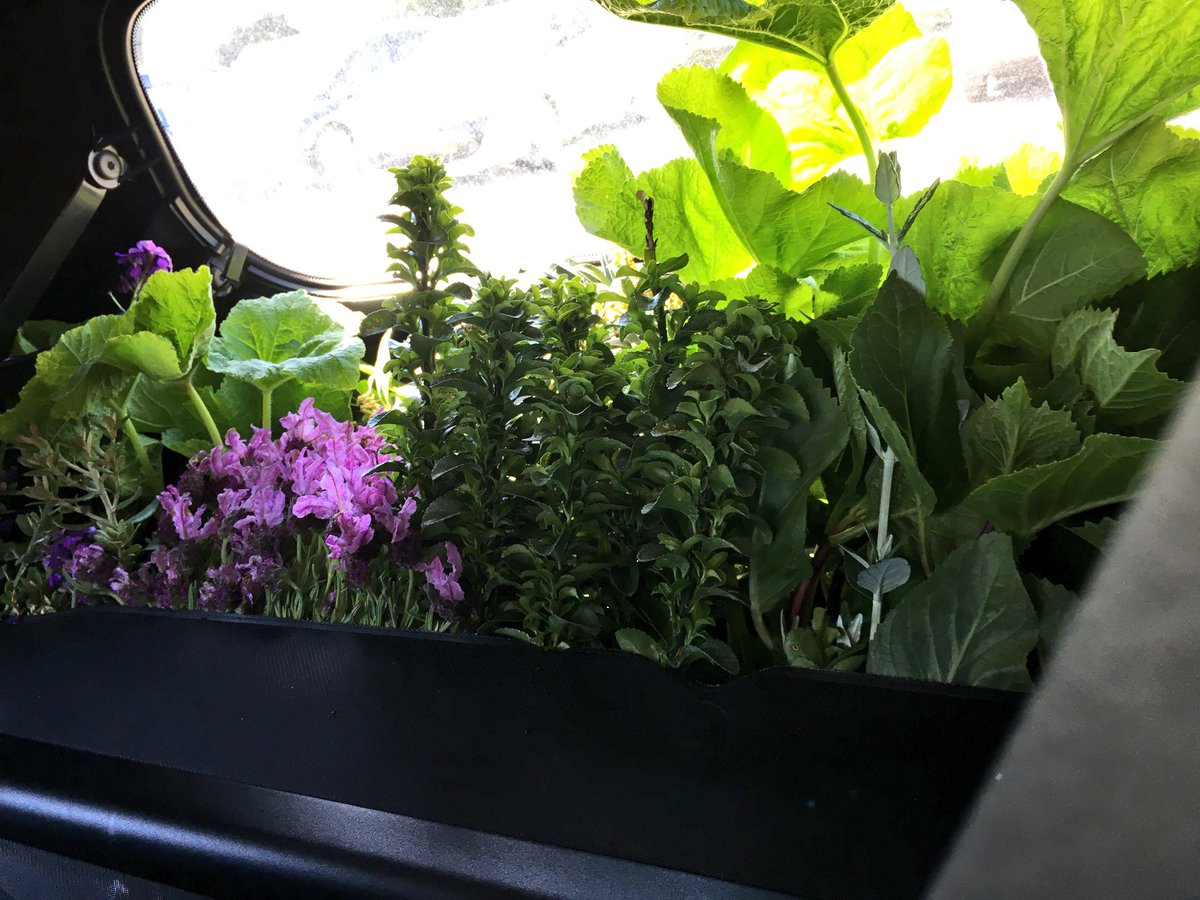 Garden_Heritage's tweet photo. The plan? Buy *some* plants to fill a newly-crafted border. The combination of general over-exuberance &amp; a tiny car meant we actually created a Smart car planter... This is the boot - there *may* have been more in the front, too. 😳
#FilledToCapacity
#WereGonnaNeedABiggerBoat https://t.co/EBTjgGmmjM