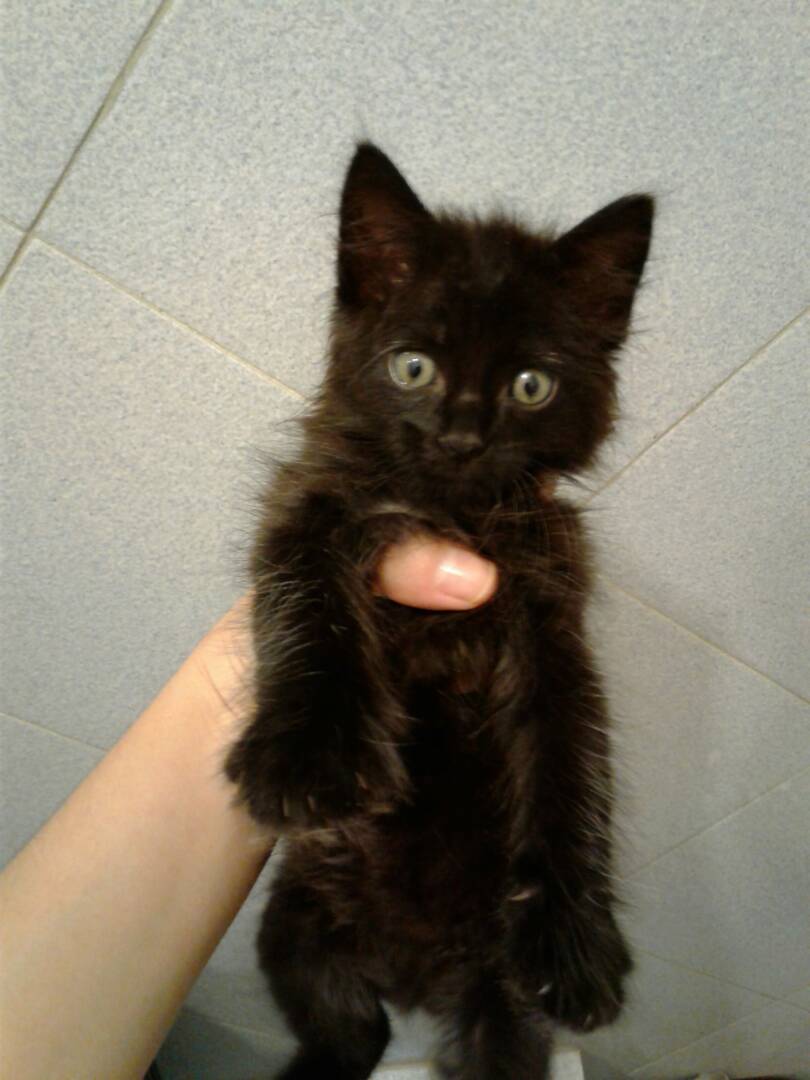 xpatasycolas's tweet photo. Hermoso gatito 2 meses aproximadamente en adopción, es muy cariñoso, se lleva bien con otros gatos fue rescatado de la calle información  0412-9608841 @PerroUsuario @MASCOTASDECALLE @diarioadopta @GACUSB @MisionNevado @carlosramirezl3 @MisionNevado @GaticoCallejer https://t.co/PM4VmbrzHI