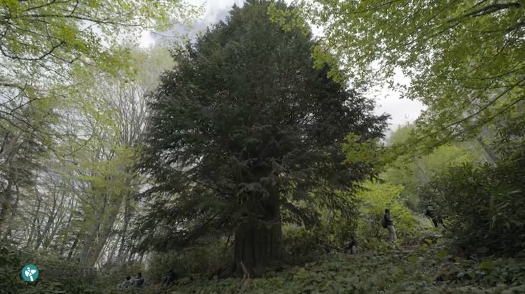 Linuxer's tweet photo. Retweeted Süleyman Gökçe (@_sgokce):
Celebrating the 4,113th birthday of the world’s oldest #Taxus #Baccata 🌲, born in the #Bronze #Age, 1 of the 5 oldest-living organisms on #Planet #Earth
#Gumeli #Natural #Reserve, #Zonguldak, #Turkey 🇹🇷 https://t.co/qHbNBaPInY
