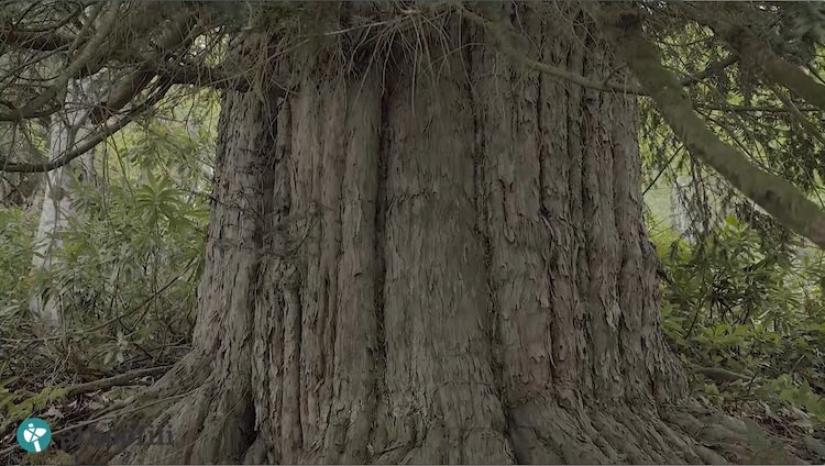 Linuxer's tweet photo. Retweeted Süleyman Gökçe (@_sgokce):
Celebrating the 4,113th birthday of the world’s oldest #Taxus #Baccata 🌲, born in the #Bronze #Age, 1 of the 5 oldest-living organisms on #Planet #Earth
#Gumeli #Natural #Reserve, #Zonguldak, #Turkey 🇹🇷 https://t.co/qHbNBaPInY
