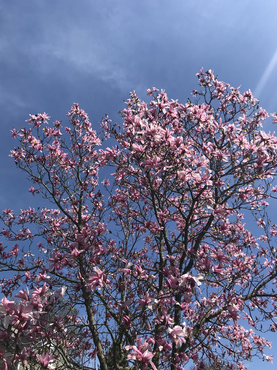 jessicawalliser's tweet photo. Magnolia power! #springbloomers #trees https://t.co/i9SItlcGmy
