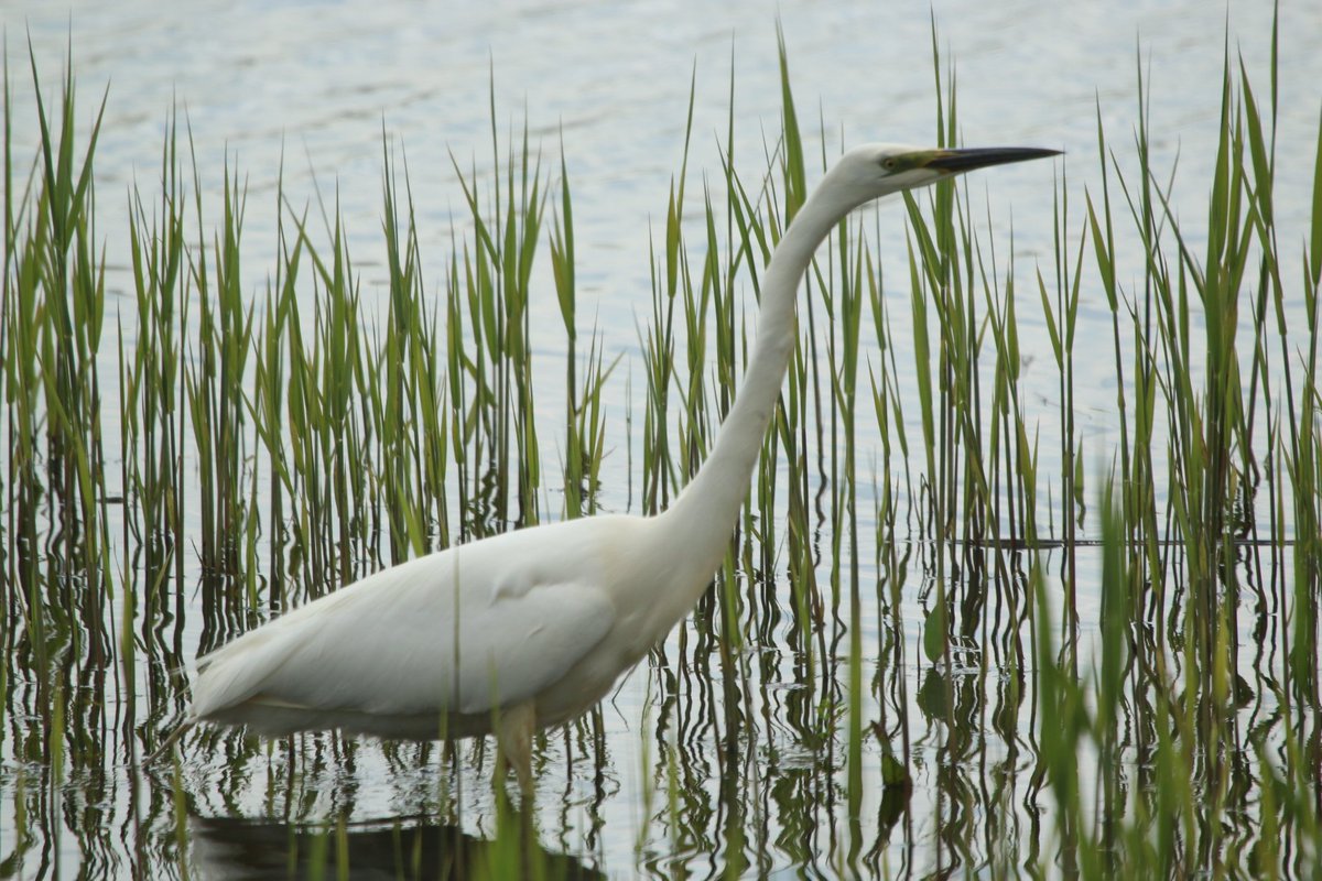 travel_wildlife's tweet photo. and 12+ Great White Egrets, a couple of Little Egrets and a flyover Cattle Egret weren't too shoddy either.
#Egretta #Bubulcus #Egretinvasion #AvalonMarshes #HamWall #Westhay #landscapescaleconservation
#wildlifetravelling #birding https://t.co/n52JkBGvve