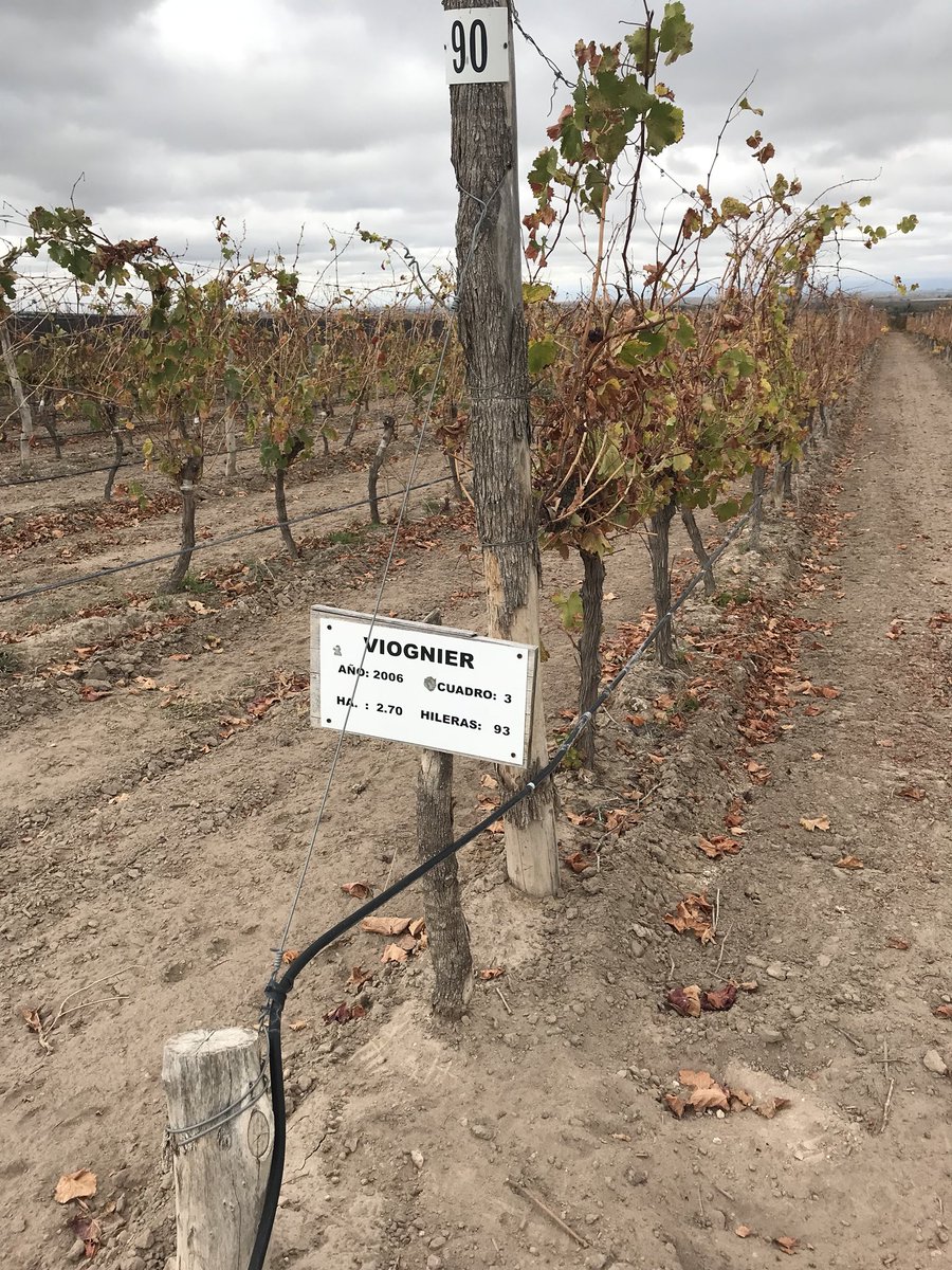 Un excelente recorrido por #FincaLaEscarcha. Con #SantiagoReta como anfitrión pudimos descubrir el secreto de la imagen del #Encubierto. Luego una degustación por las 5 etiquetas de la familia que tiene a #GiuseppeFranceschini crea en cada cosecha. Un paraíso en #tupungato