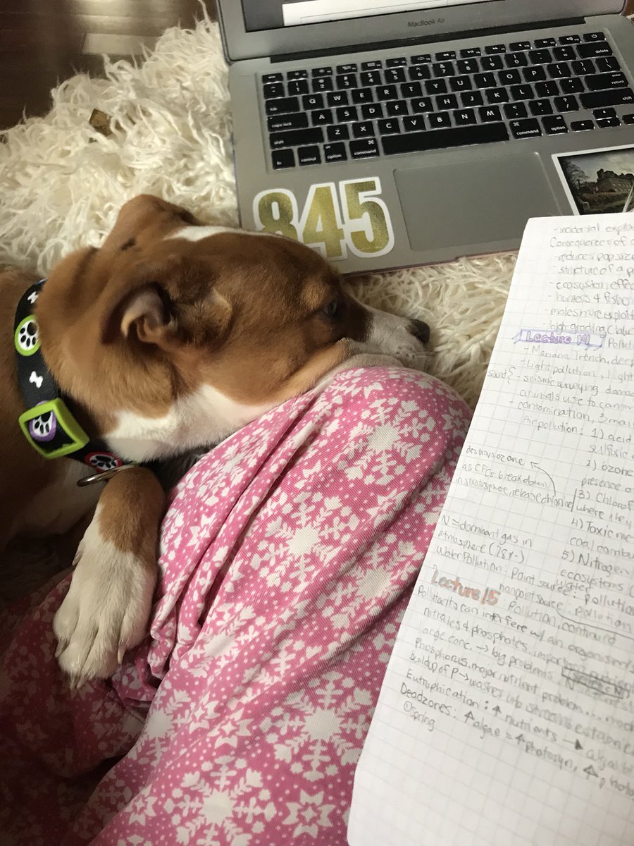 lu_jess028's tweet photo. I know Didi looks cute, but seconds before this she had my EES final study guide in her mouth #ees028 #finalstretch https://t.co/IbeK6tPHAd