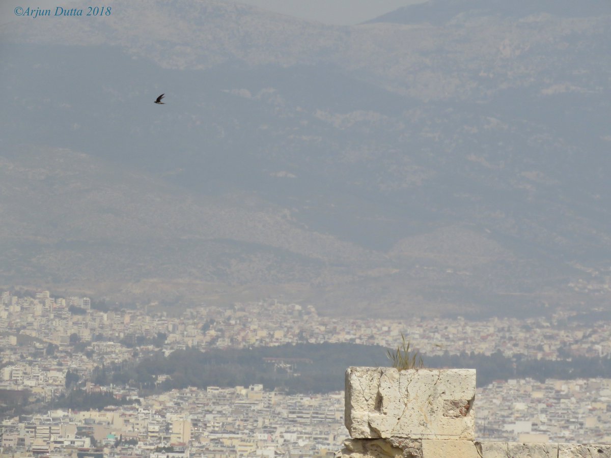 ArjunDutta230's tweet photo. My last day in Greece was arguably the best. In Athens (12th April) highlights were Hoopoe, Western Bonelli's Warbler, Wood Warbler, Lesser Kestrel and stunning Alpine Swifts. A memorable school trip - can't believe it was a month ago! https://t.co/F0QCQ6fSTv