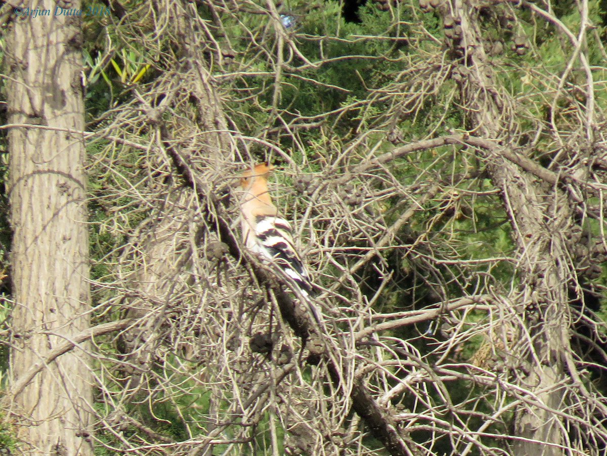 ArjunDutta230's tweet photo. My last day in Greece was arguably the best. In Athens (12th April) highlights were Hoopoe, Western Bonelli's Warbler, Wood Warbler, Lesser Kestrel and stunning Alpine Swifts. A memorable school trip - can't believe it was a month ago! https://t.co/F0QCQ6fSTv