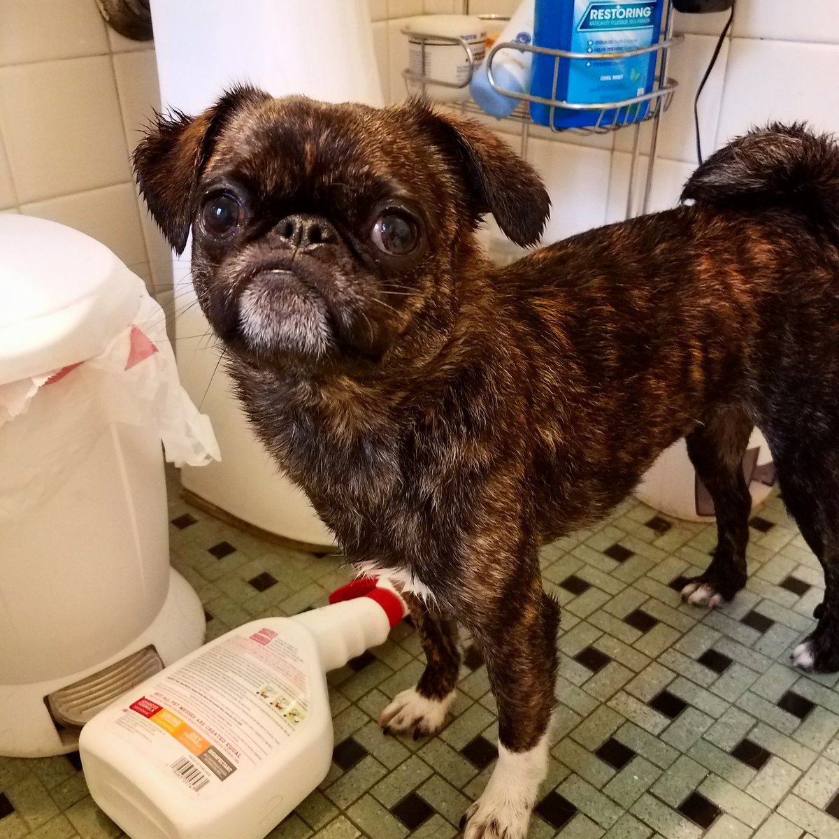 funaek's tweet photo. "Wha? What just happened? Did I just get a bath? How did you do that?" #bathpug #drivebybathing #toofastforyoumonkey #prebathzoomies https://t.co/W0HgJGmgF7