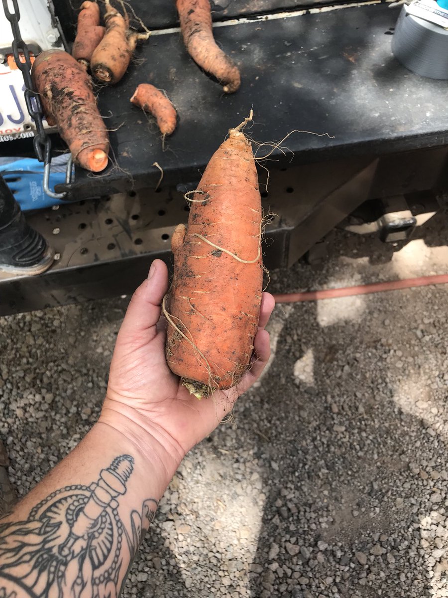 GuyFieri's tweet image. Huge carrot we just pulled out of the hunt ryde ranch garden!!