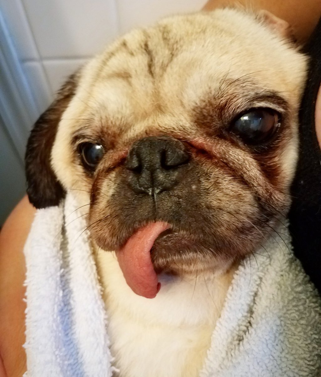 funaek's tweet photo. After 8 years together, Sunny's accepted the indignities of regular baths. #sunsbuns #queensunny #pugtongue #bathpug https://t.co/nAkpIihzDm