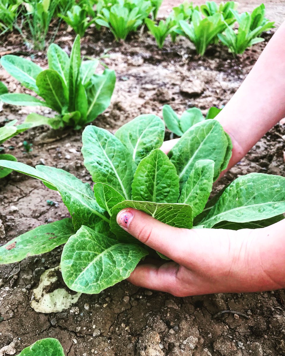 digestivenc's tweet photo. Home grown lettuce. Teaching the young ones to love vegetables! #fodmap #lowfodmap #ibs #cleaneating #cleanfodmap #happybelly #digestivenc https://t.co/bpIVg7pT1g