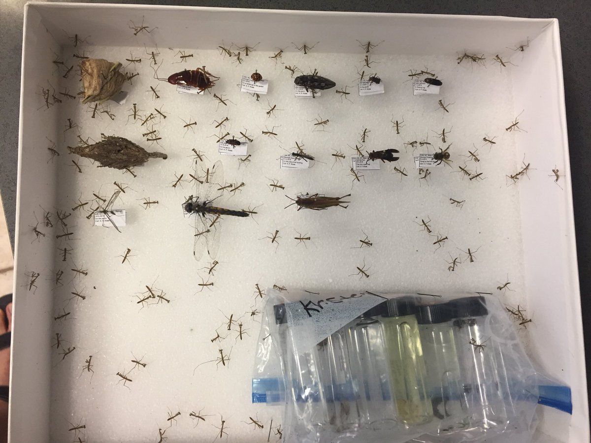 EntoSteve's tweet image. When your insect collection eats your insect collection!!!
#entomology #taproblems #insects #forestentomology #mantis #mantodea