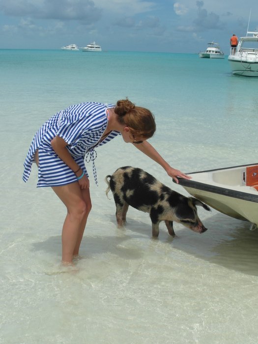CatMorWrites's tweet photo. That time I found a pig under my boat #itsbetterinthebahamas #whenpigsswim #exuma #travel https://t.co/6h3X78Igpw