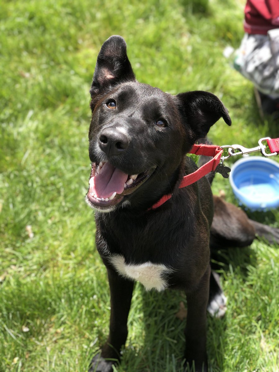 PetSmartBerlin's tweet photo. HUGE shout out to @DogStarRescue  today! What an amazing grand opening at your new facility! Thank you for having us! https://t.co/zOHboZXC2m