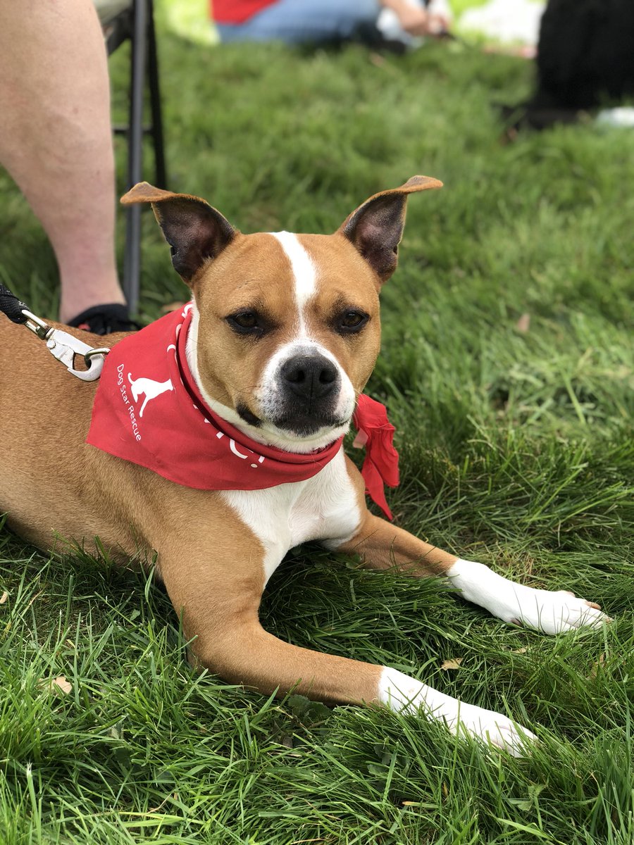 PetSmartBerlin's tweet photo. HUGE shout out to @DogStarRescue  today! What an amazing grand opening at your new facility! Thank you for having us! https://t.co/zOHboZXC2m