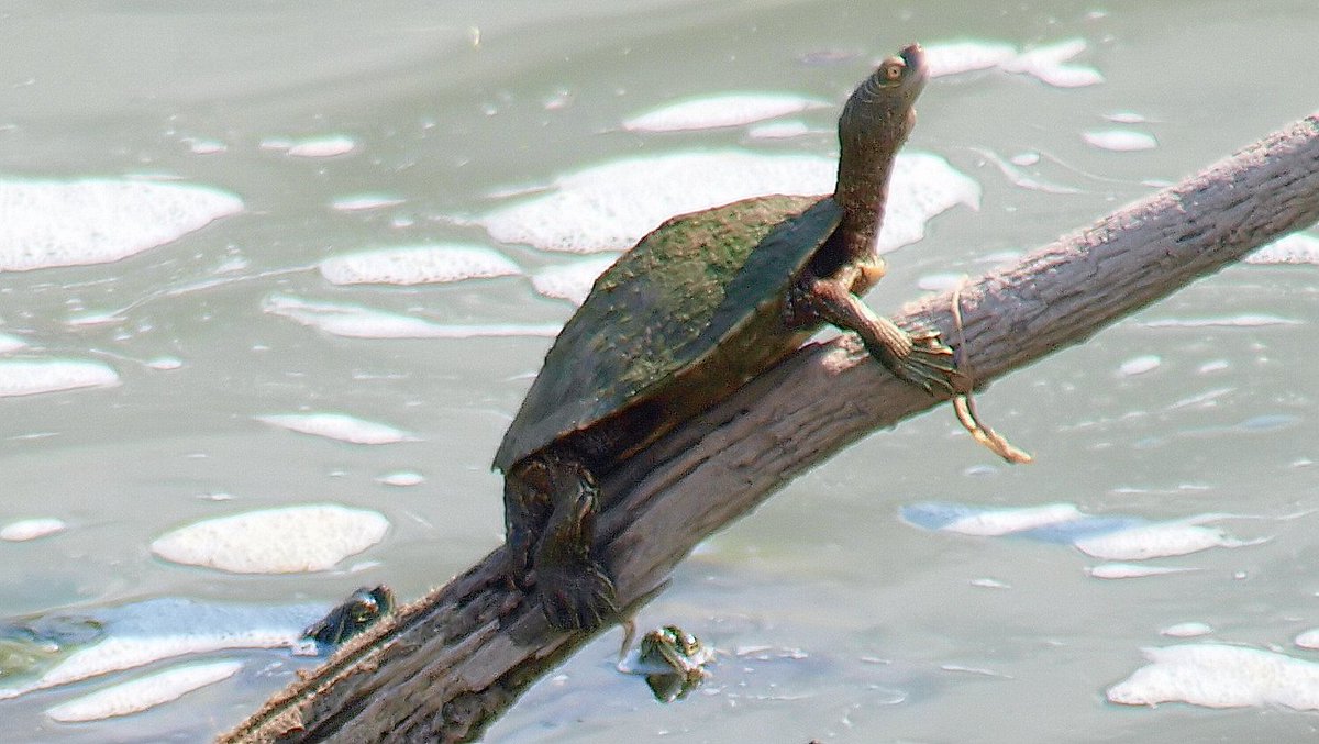 kala61857's tweet photo. Mr. Personality
Oddest looking turtle I'd ever seen. My 1st Mississippi map turtle. Ended up naming him Mr. Personality. He has a permanent look of astonishment on his face
Mississippi Map Turtle(Graptemys pseudogeographica kohni)
https://t.co/FtQeg1Aq8v
#MapTurtles #reptiles https://t.co/vzeXBZjoSu