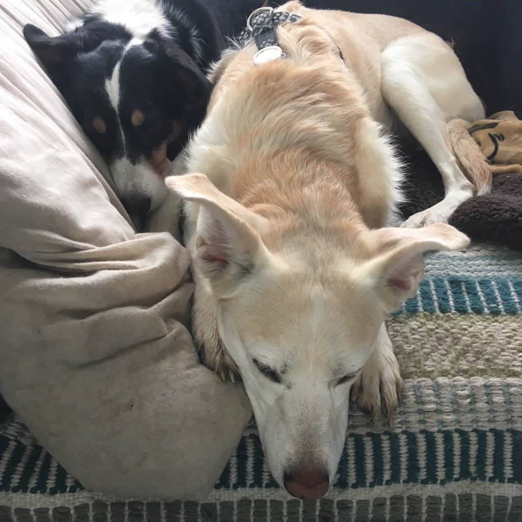 sheppolly's tweet photo. Post-walk snooze #WalkForAnimalsMN https://t.co/lsakWo47Pa