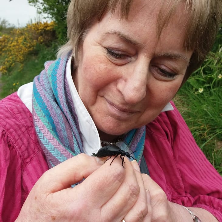 thebugfarmUK's tweet photo. A fabulous black oil beetle out and about today in #StDavids #Pembrokeshire @Buzz_dont_tweet @BuglifeCymru #StDPT #FindYourEpic #gwladgwlad https://t.co/YQIzoLhRxa