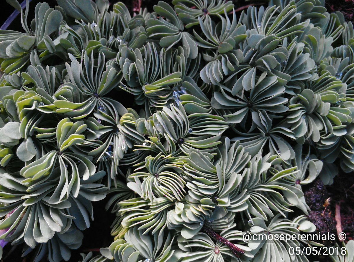 Oxalis adenophora. Has marshmallow pink flowers, but its the palmtree foliage that I love