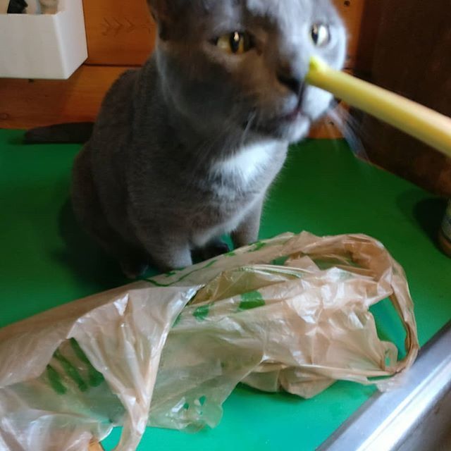 bcwinkler's tweet photo. Like all cats, Eggs likes both bananas and rhubarb. https://t.co/Xc2c1RDJ27 https://t.co/yyyhcI88O9