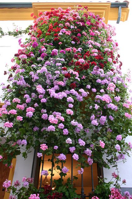 EspanaEnLatam's tweet photo. Hasta el 14 de mayo, la Fiesta de los #PatiosdeCordoba llega un año más para llenar de luz, exuberancia floral y color la ciudad. 
Declarados #Patrimonio Inmaterial de la Humanidad, es un espectáculo que no te puedes perder.
Fotos cortesía de @CordobaESP (IMTUR) 
@fiestapatios https://t.co/15Jf0rI4hG