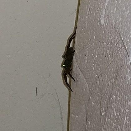 bcwinkler's tweet photo. I found a spider so big last night you could see his eye shine. https://t.co/AmvVR7CKy3 https://t.co/XXviqGp9e9