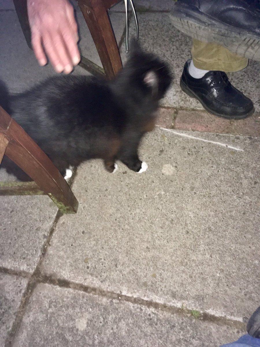AshdaleDogs's tweet photo. First night out in the garden in front of the chimnea - and our little visitor seems to be enjoying it too ☺️ #standdown #nobreakandentry #welcomevisitor @polscotdogs https://t.co/tk8JuZvQjZ
