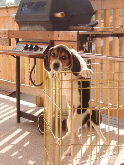 beaglefacts's tweet photo. All #beagles are exceptional problem solvers.  Their creative thinking is useful in a wide variety of situations. #beaglefacts 

📷 @beaglefacts / Twitter https://t.co/PPunuIQeU6