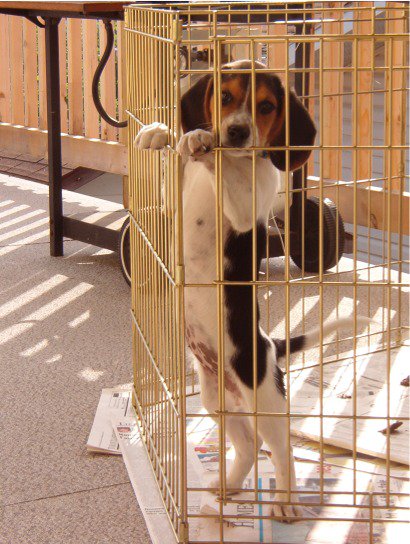 beaglefacts's tweet photo. All #beagles are exceptional problem solvers.  Their creative thinking is useful in a wide variety of situations. #beaglefacts 

📷 @beaglefacts / Twitter https://t.co/PPunuIQeU6