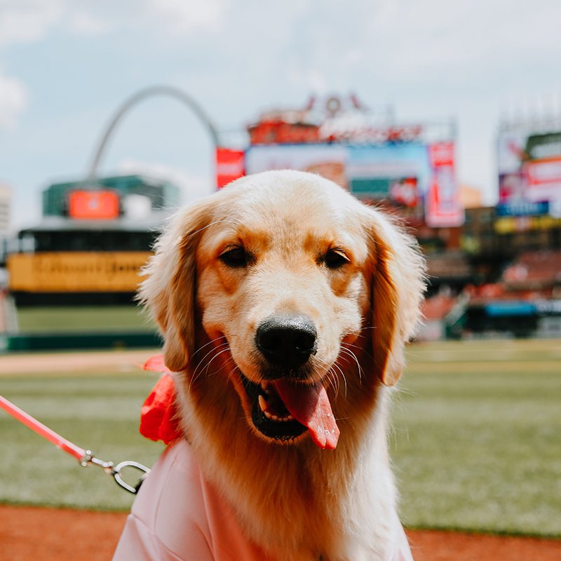 MLB's tweet photo. How could we not post these #BaseballDogs? https://t.co/HQtiF2XRBK