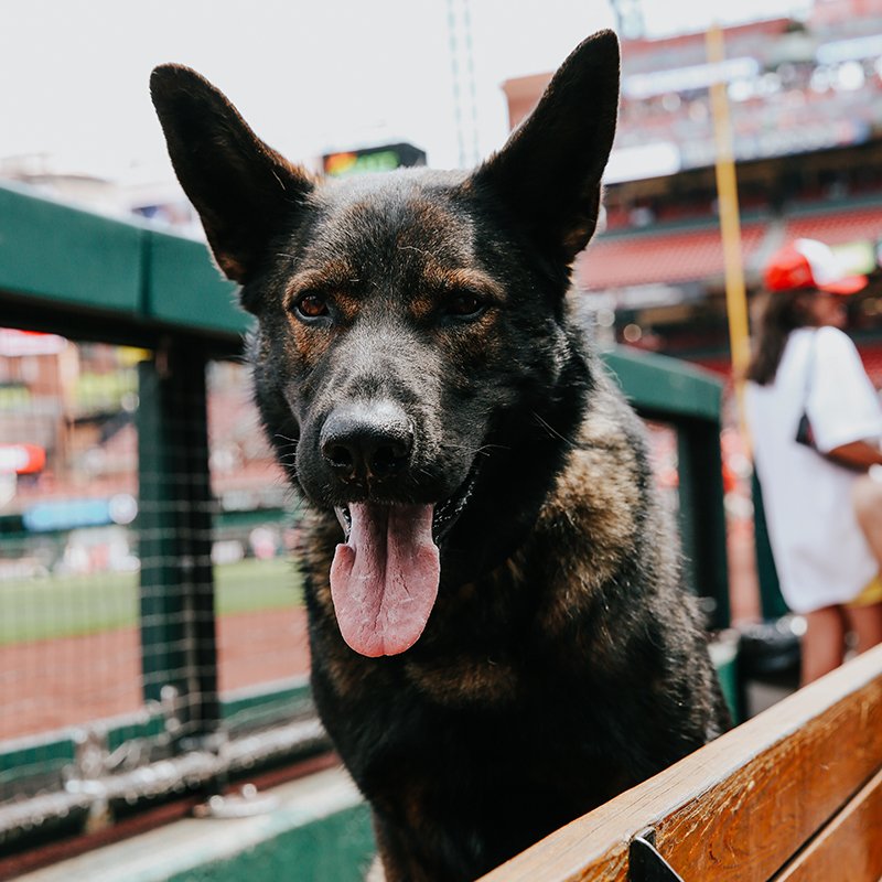 MLB's tweet photo. How could we not post these #BaseballDogs? https://t.co/HQtiF2XRBK