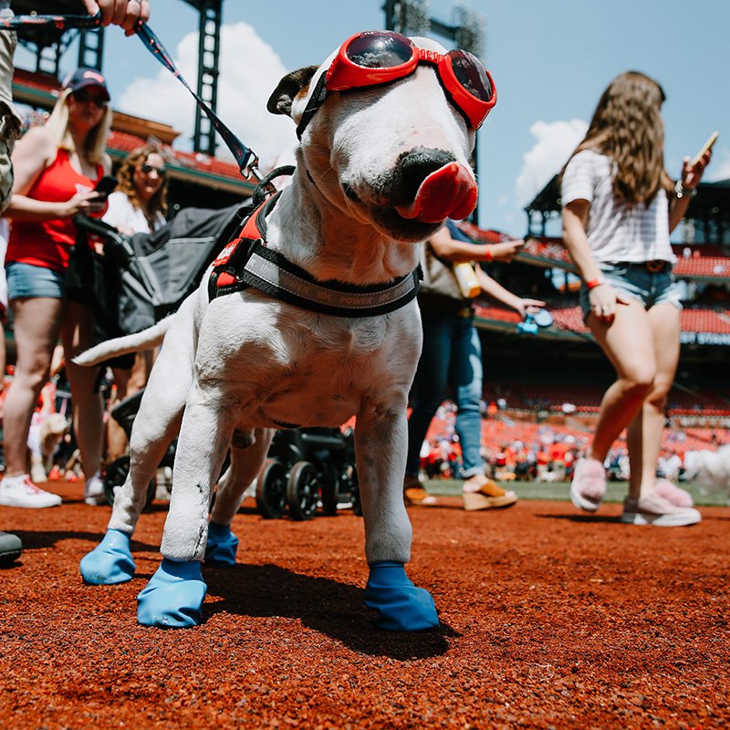 MLB's tweet photo. How could we not post these #BaseballDogs? https://t.co/HQtiF2XRBK