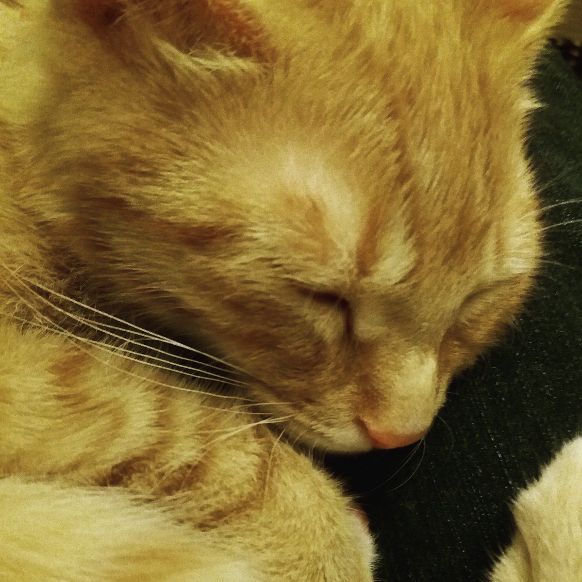 catsofasgard's tweet image. Thor the kitten is just totally scrummy #Thor #thorofasgard #caturday #kittens #catsofasgard