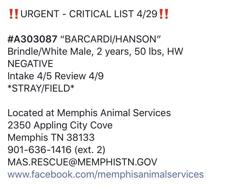 reddogsusie's tweet photo. #TN #MEMPHIS
๐๐CRITICAL Barcadi/Hanson 2yo boy hw- came in as a stray, sweet handsome boy friendly, nice leash manners. Needs a home fast! SHELTER IS FULL! #ADOPT #PLEDGE #RESCUE #FOSTER #A303087 HELP๐๐ป
https://t.co/y4jkEUCGTA https://t.co/Bsgf6z3VXv