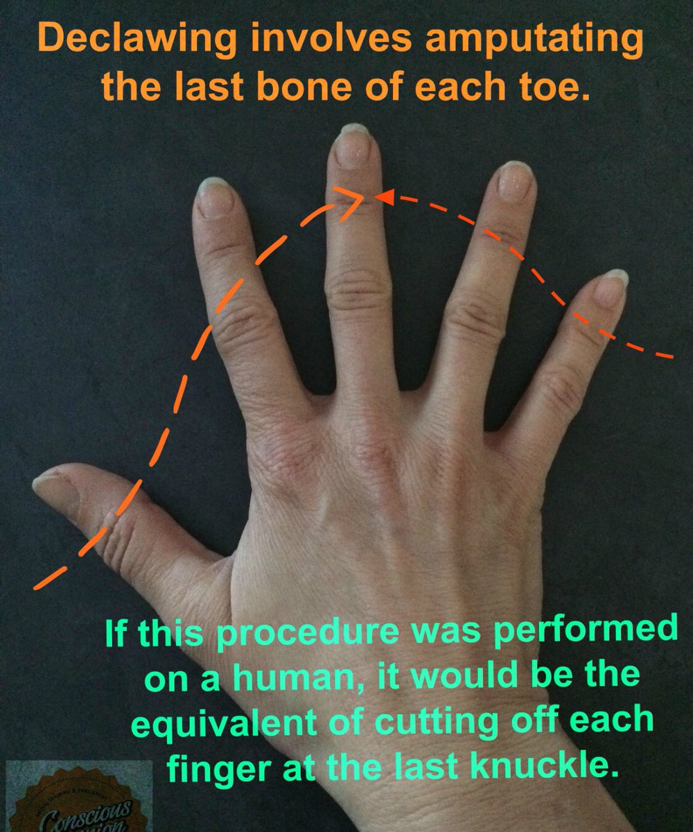 Loves_USA's tweet photo. #bandeclaw
#pawsneedclaws
Declawing = Amputation
= Animal Abuse
https://t.co/AyXOtkaH7L https://t.co/zXXCpAa7eG