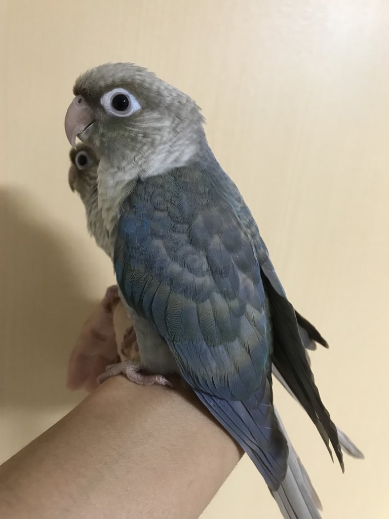 お預かりしていただいていたウロコインコのブルーシナモンバイオレット 