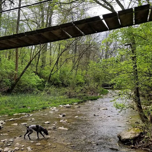 saracullin's tweet photo. Weekends are made for exploring 
#hikingwithdogs #traildog #optoutside #ohiogram #naturalohio #hikeohio #happypeoplehike #traildog #germanshorthairedpointer #gspofinstagram #gspofig #gspcommunity #pointersofinstagram #pointersofig #gsp_feature #gspworld … https://t.co/oJ96qfUSnx https://t.co/6jp0VPEopz