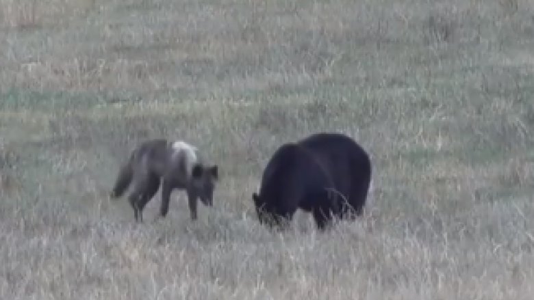CBCKamloops's tweet image. Wolf versus bear: predators face off outside Kamloops, B.C. | CBC News buff.ly/2KxDMBS