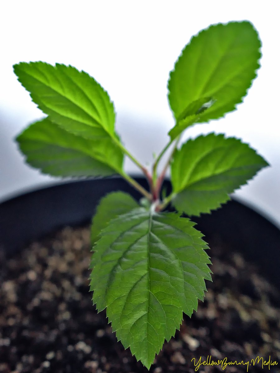 Raspberry sapling 2