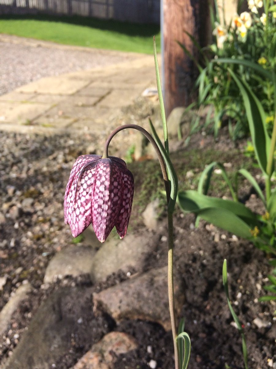 Snakes head fritillary!! The children were so excited to see it growing in its regular spot on our walk to the woods. Amazing how they remember - as the wheel keeps on turning and the present is informed by the past 🐍#snakesheadfritillary #presencenatureplay #outdoornursery
