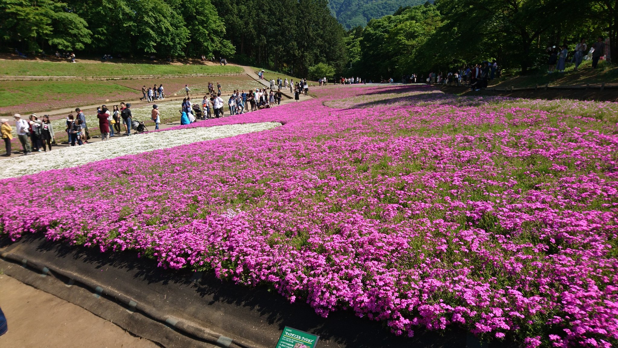 つうふう 羊山公園の芝桜です 見頃は過ぎで一部だけが咲いていました そこに人が群がっていました 笑 でもギリギリ咲いていて良かったです 羊山公園 羊山公園芝桜 羊山公園芝桜の丘 秩父 秩父芝桜 ギリギリ咲いていた 芝桜の丘 芝桜まつり つうふう 羊山公園の芝桜です 見頃は過ぎで一部だけが咲いていました そこに人が群がっていました 笑 でもギリギリ咲いていて良かったです 羊山公園 羊山公園芝桜 羊山公園芝桜の丘 秩父 秩父芝桜 ギリギリ咲いていた 芝桜の丘 芝桜まつり