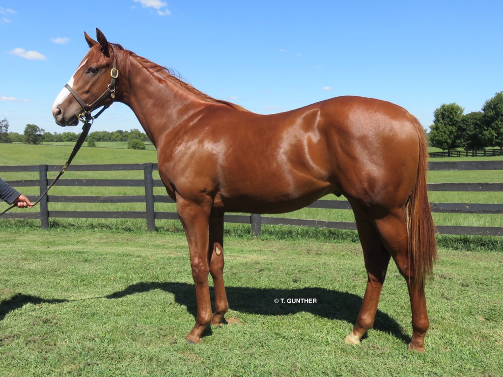 ScottFDTV's tweet image. Justify courtesy of @tanyagun