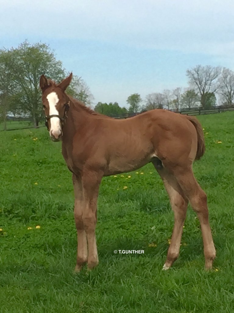 ScottFDTV's tweet image. Justify courtesy of @tanyagun